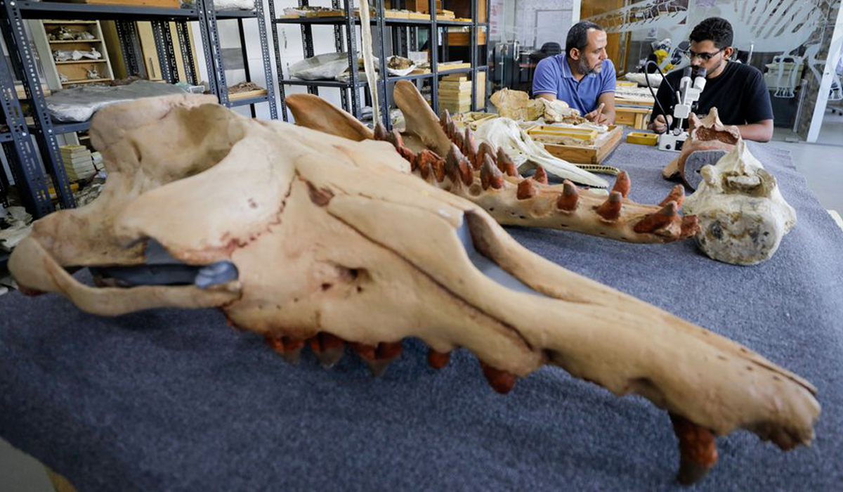 Fossil of previously unknown four-legged whale found in Egypt